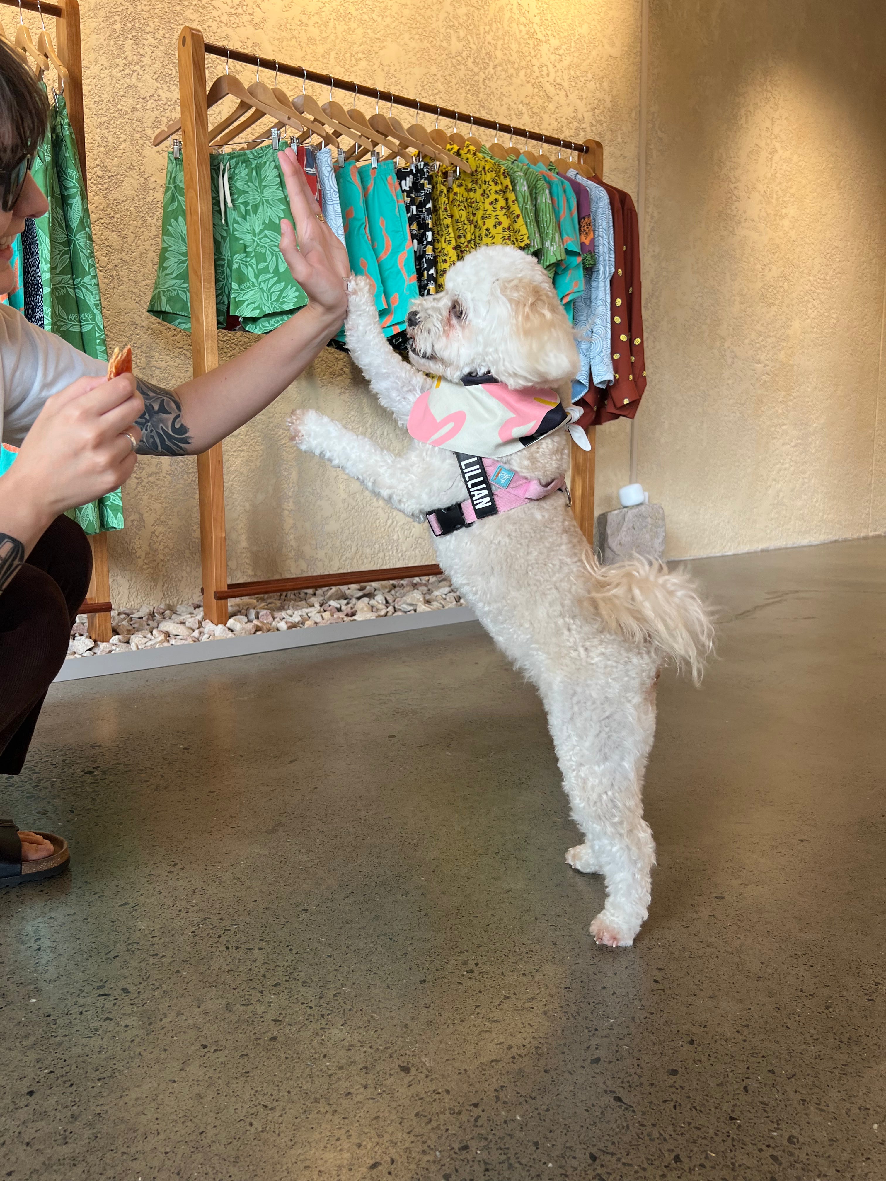 Dog Bandana - Hunting Tools