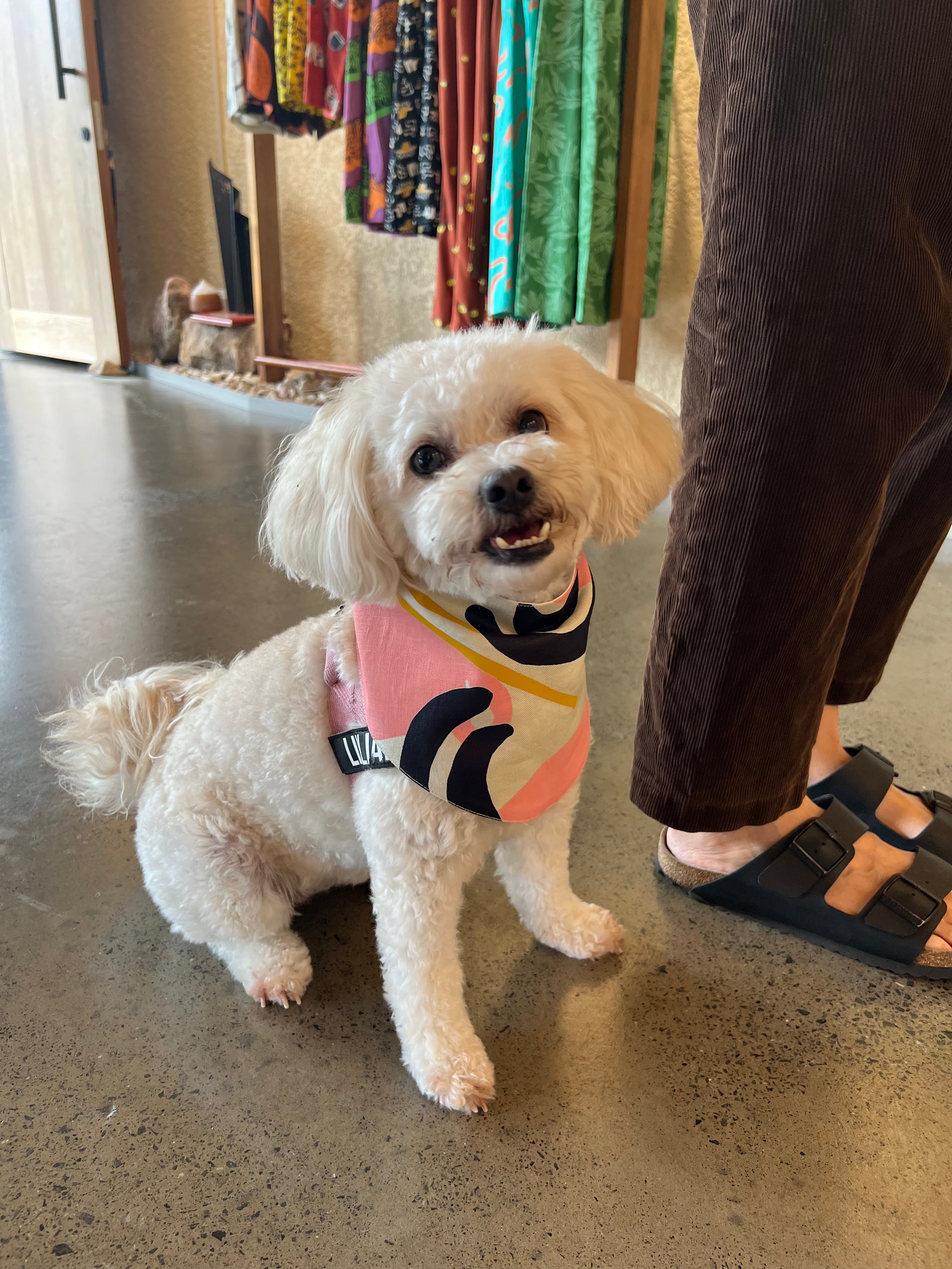 Dog Bandana - Hunting Tools